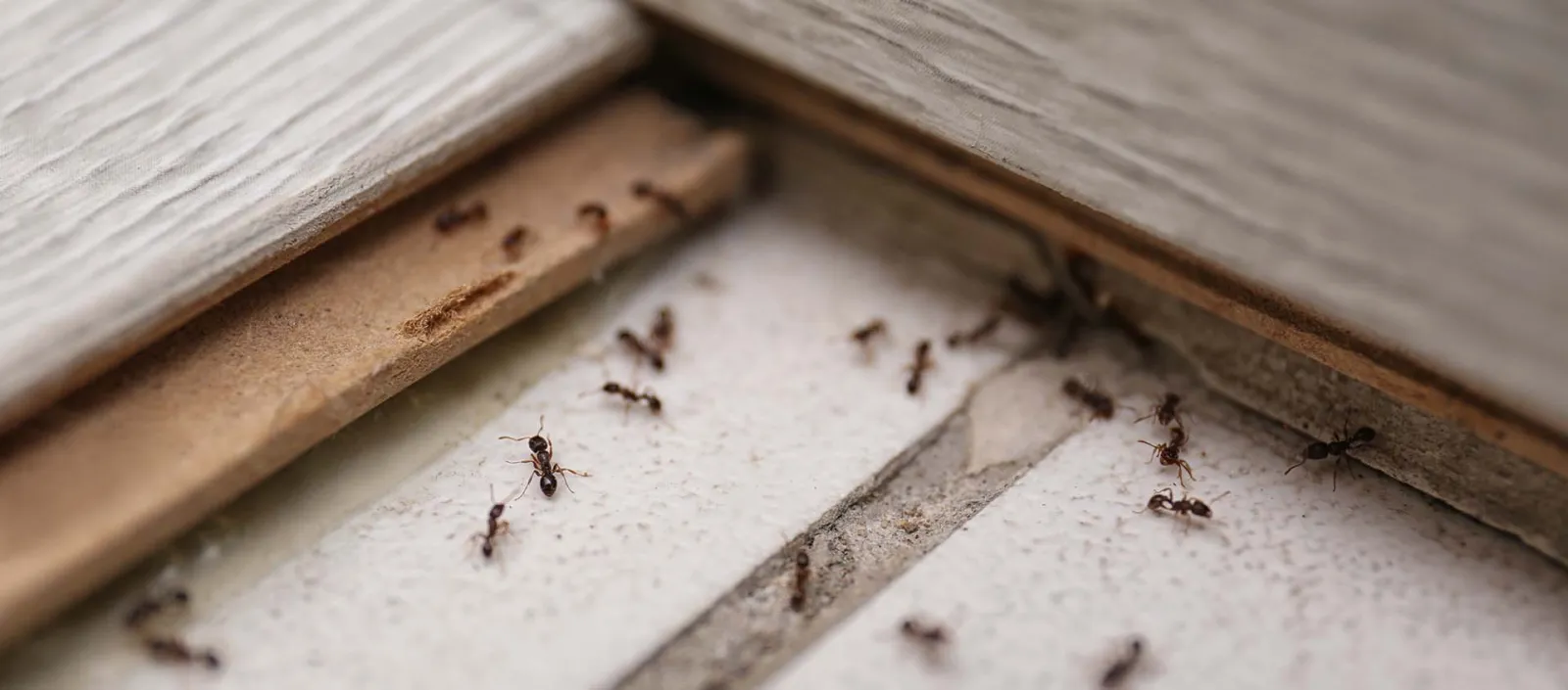 Pest Control