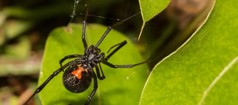Exterminator