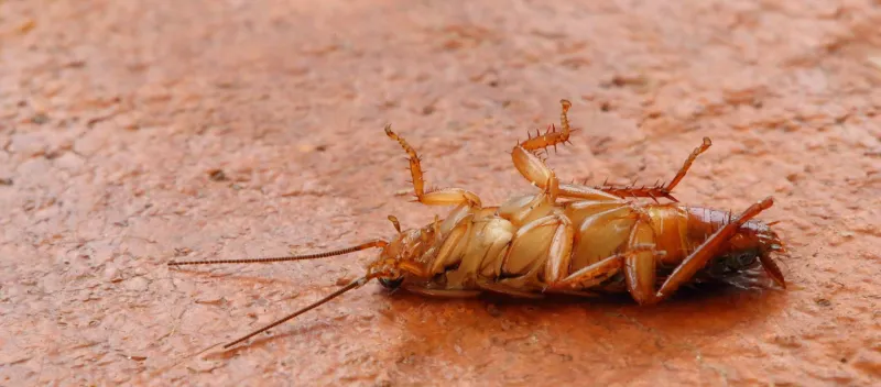 Bed Bug Treatment